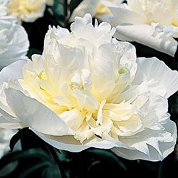 Пион 'Дюшес де Немурс'  / Paeonia lactiflora 'Duchesse de Nemours')